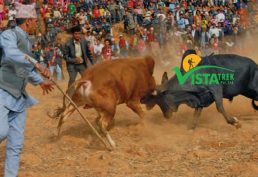 Bull Fighting Festival 5 Days