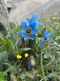 Blue Poppy